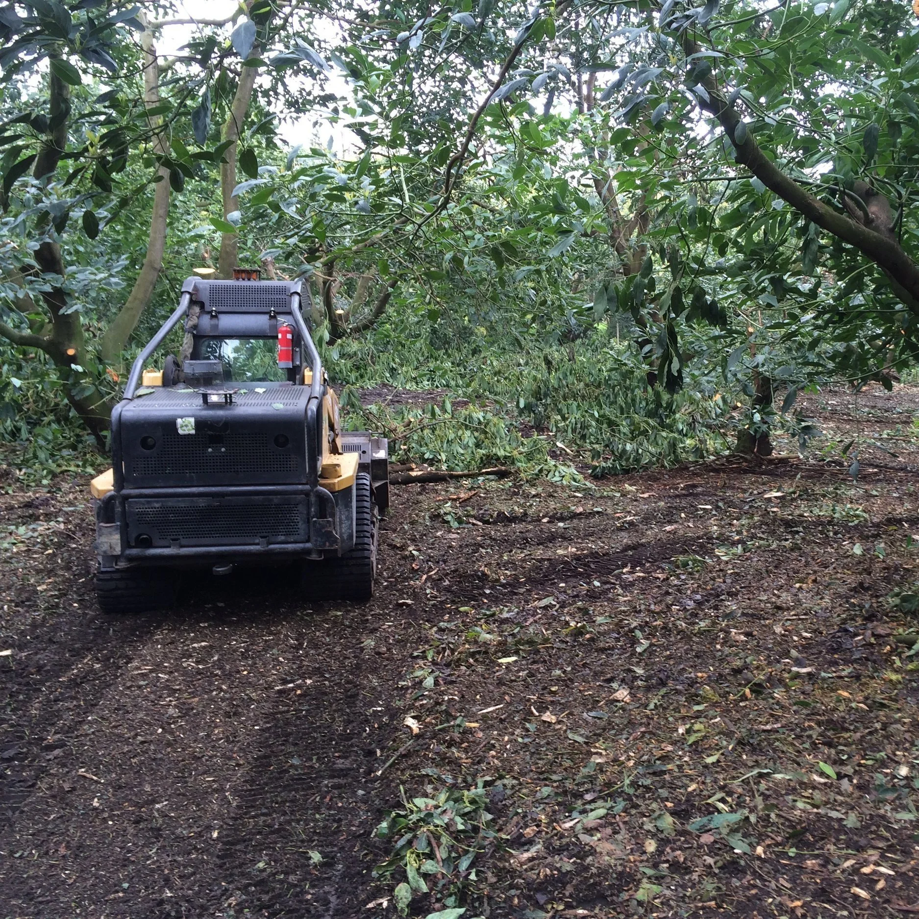 Chipping vs Mulching