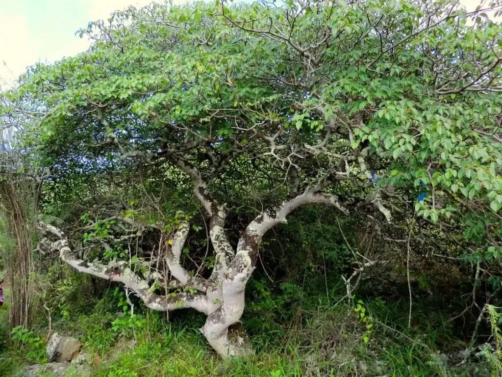 palo santo tree.jpg