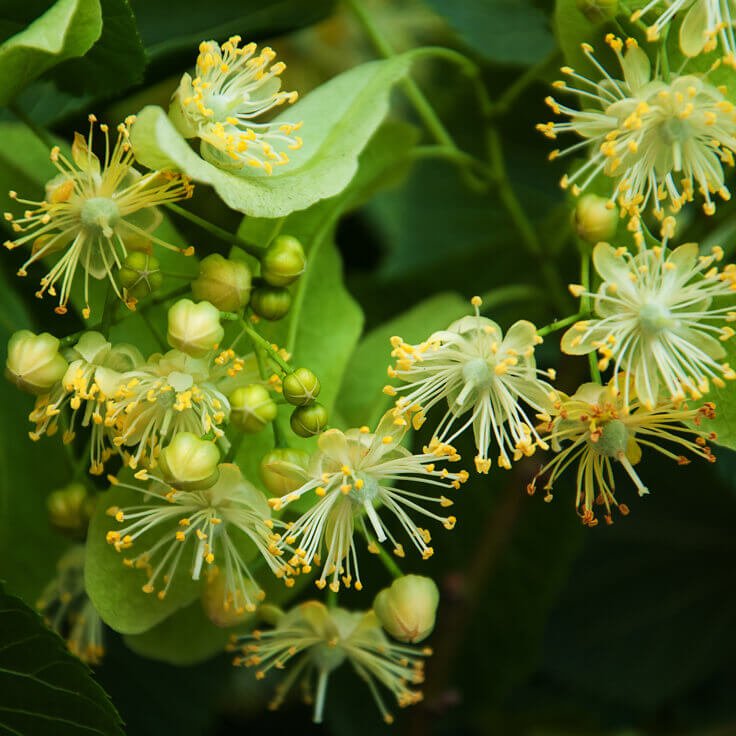 Linden-Blossom-736A.jpg