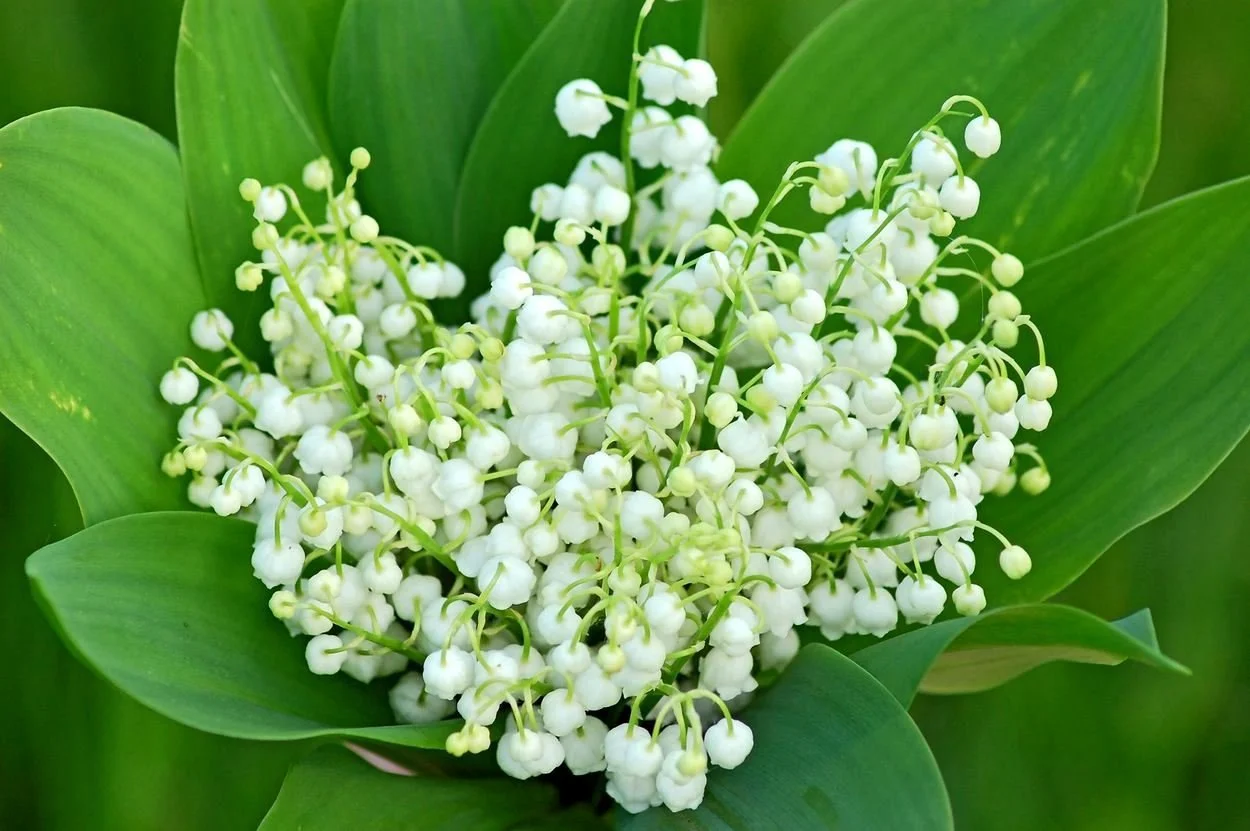 muguet.jpg