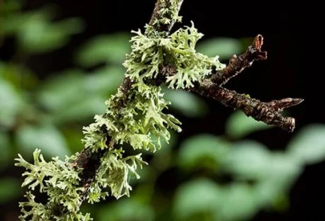 cedar moss.jpg