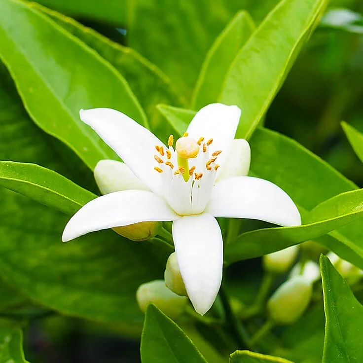 Neroli-France.jpg