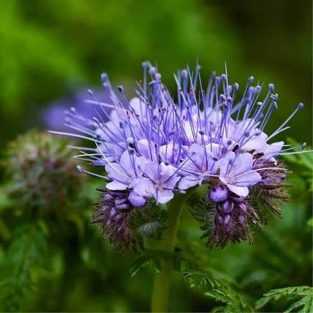 blue tansy.jpg