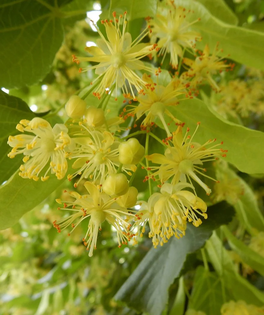 Linden-CO2-1.jpg