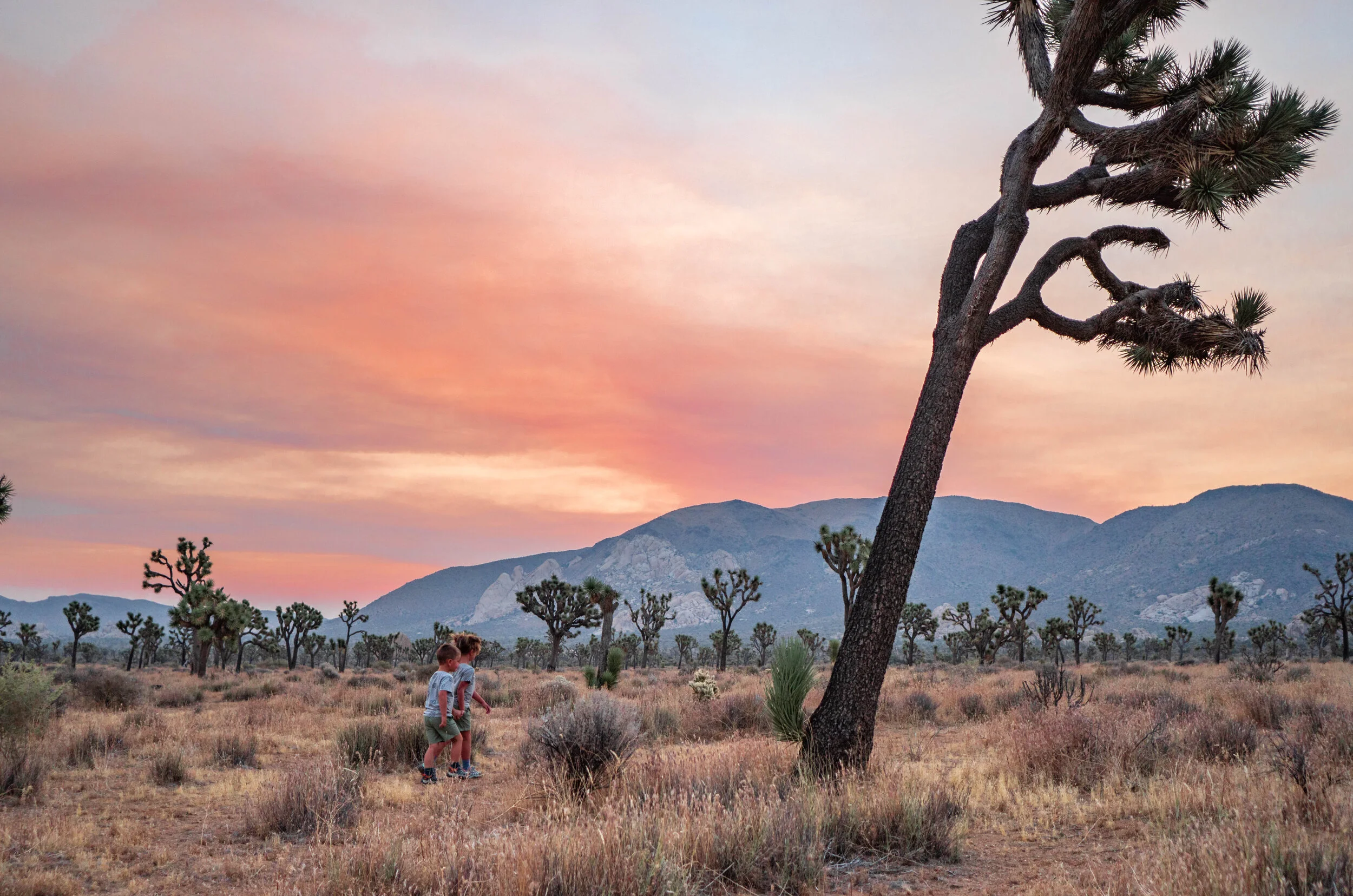 Do Joshua Trees Move | How to Trim Joshua Tree Plant: In-depth Pruning ...