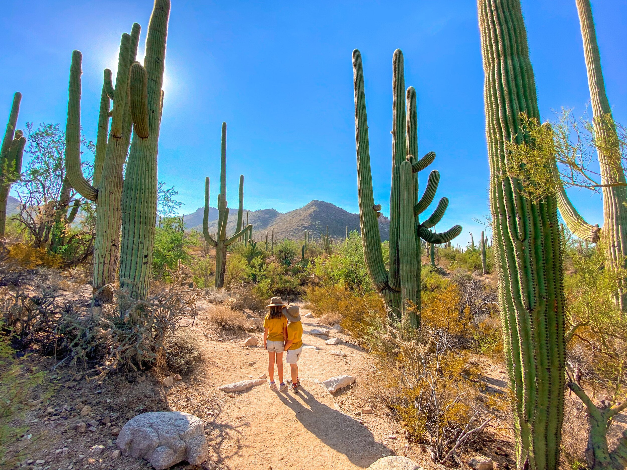 10 Best Kid Friendly Trails in Saguaro National Park