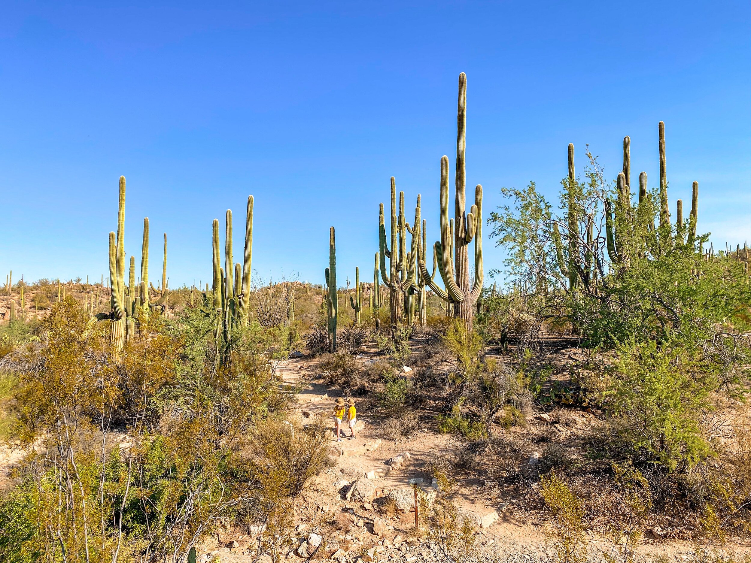 Visiting Saguaro National Park with Little Kids — A Mom Explores