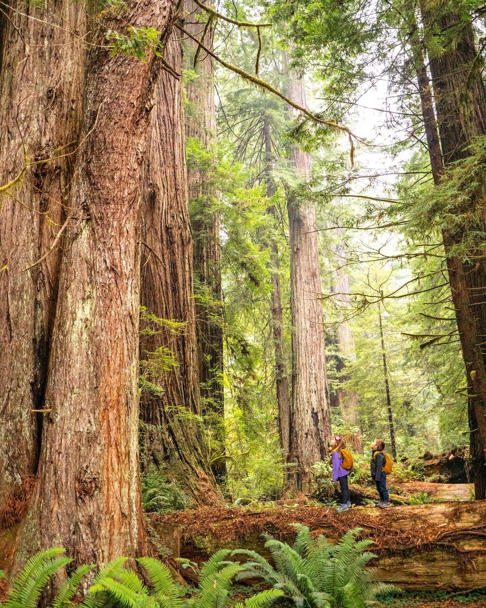 🌲Redwood National Park 🌲

📌 Save this post 📌 

Something I miss the most from the USA are these trees. The giant redwoods in California are some of the most awe inspiring parts of nature. While there are many places to see Redwoods in CA, you won