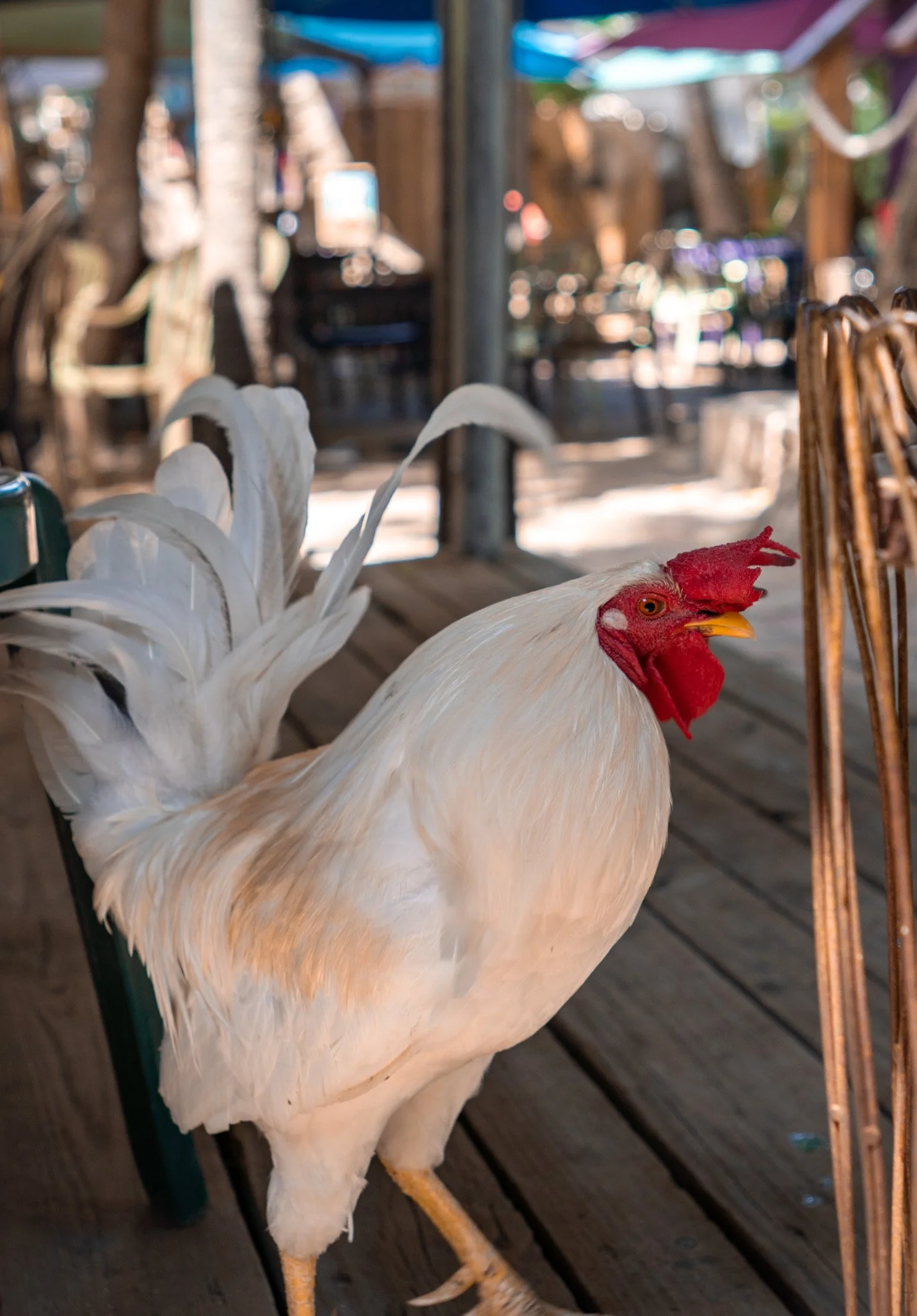 Key West With Kids: 15+ Best Things to Do for Families