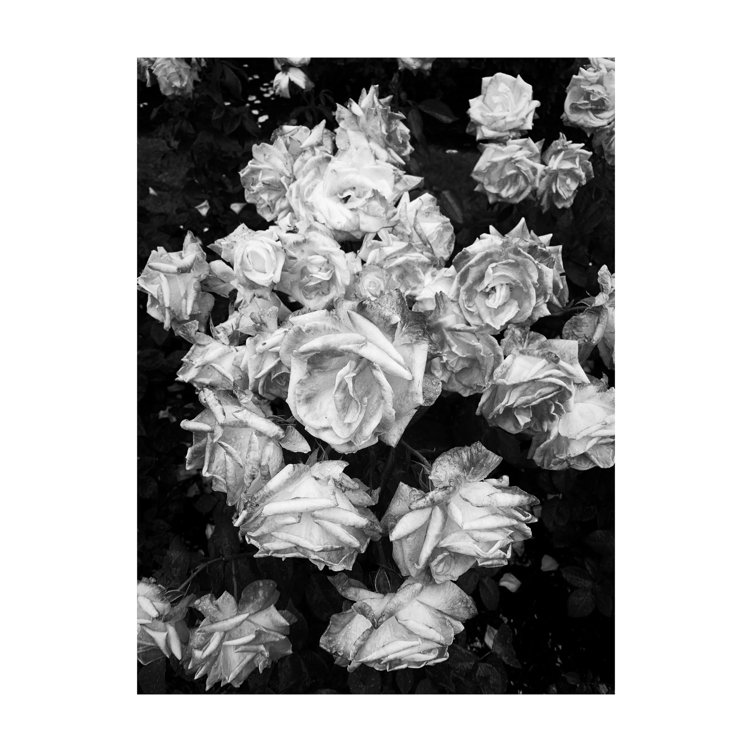 Whitagram-Image 2.JPG