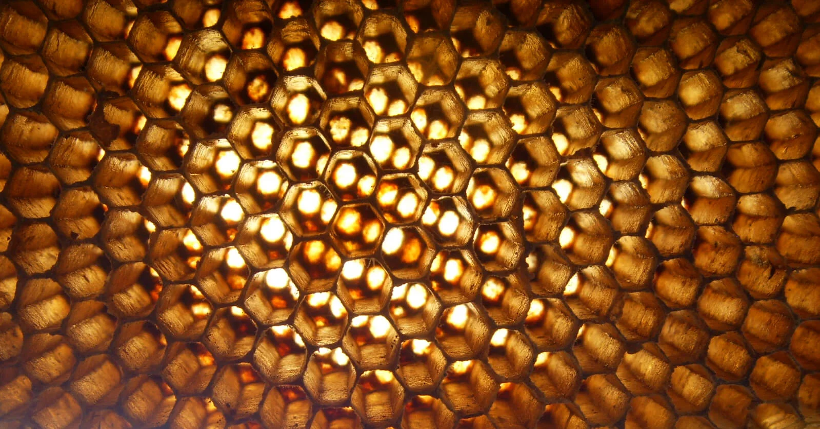 honeycomb-banner.jpg