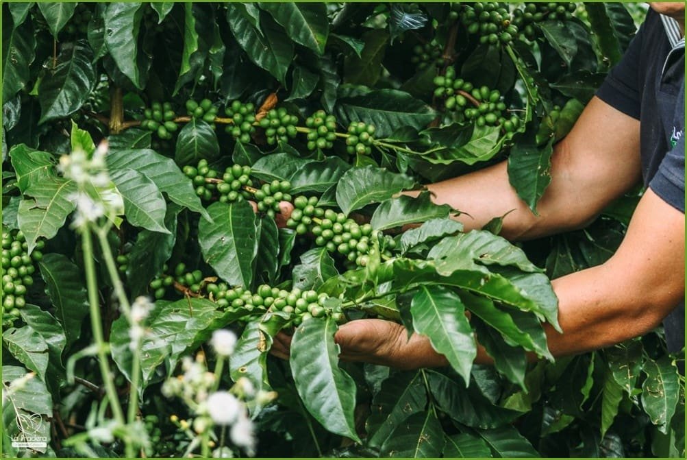 Pradera-Cherries.jpg