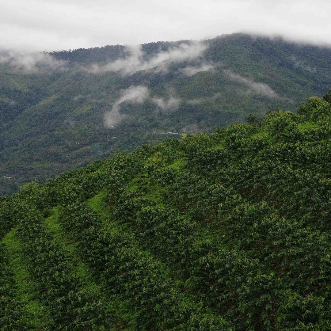 rowsofcoffeetreesonhillsidecoffeefarms_1200x.jpg