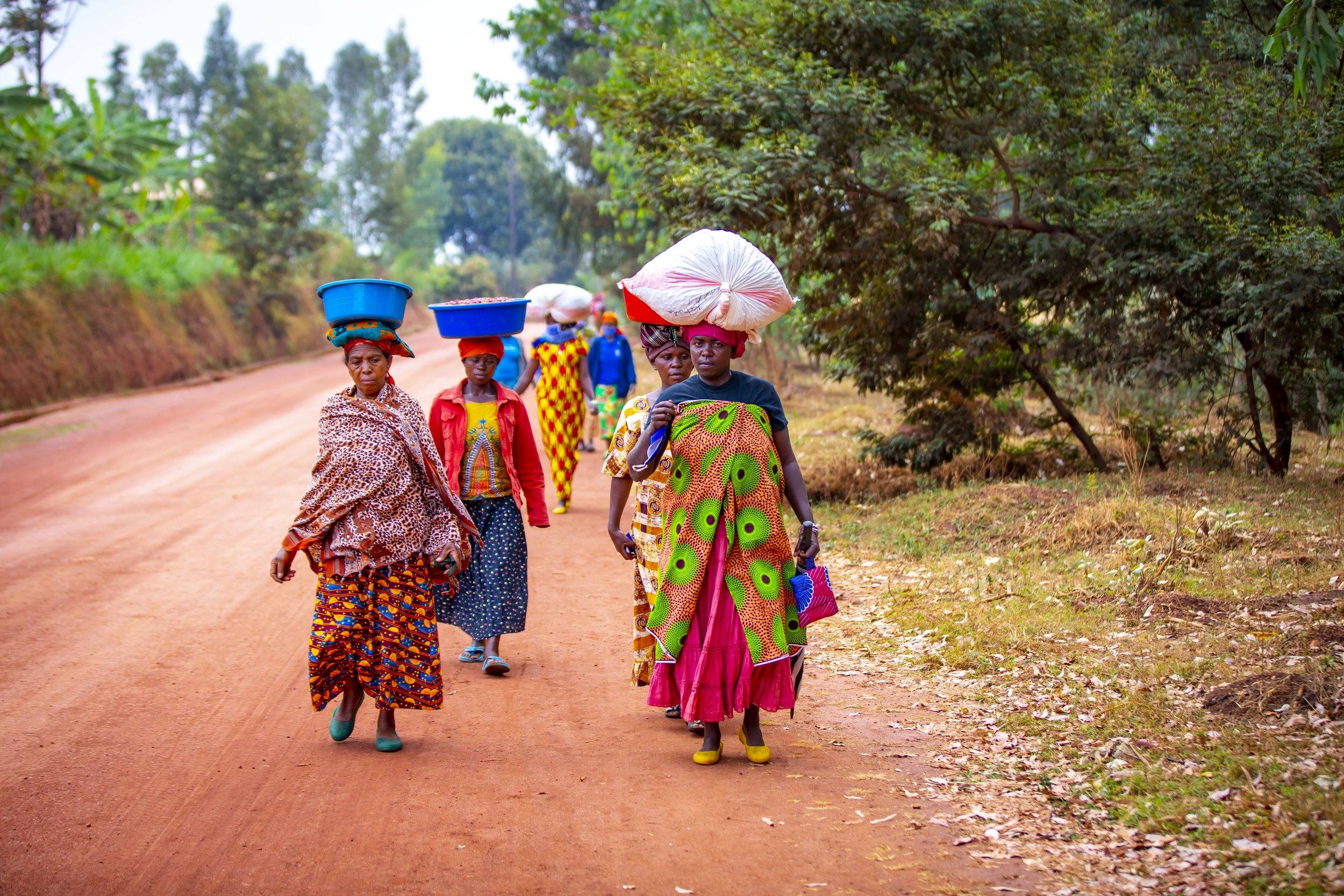 Women after harvesting, they bring harvest within 8 hours.jpeg