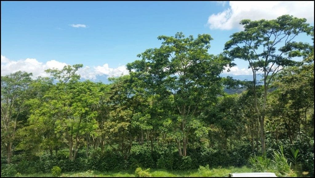 Pradera-trees-1024x579.jpg