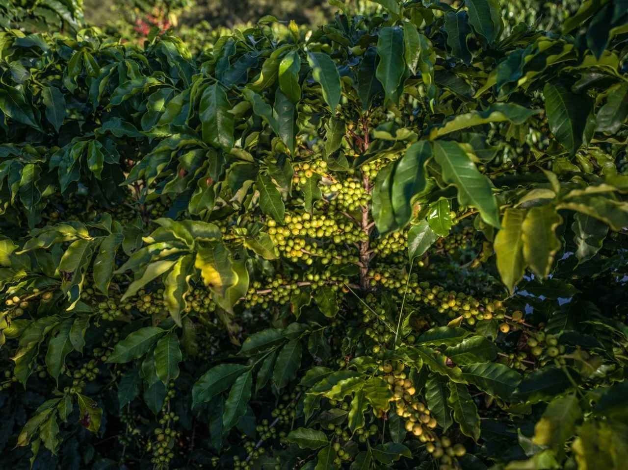 BF 2025 2 Large.jpeg