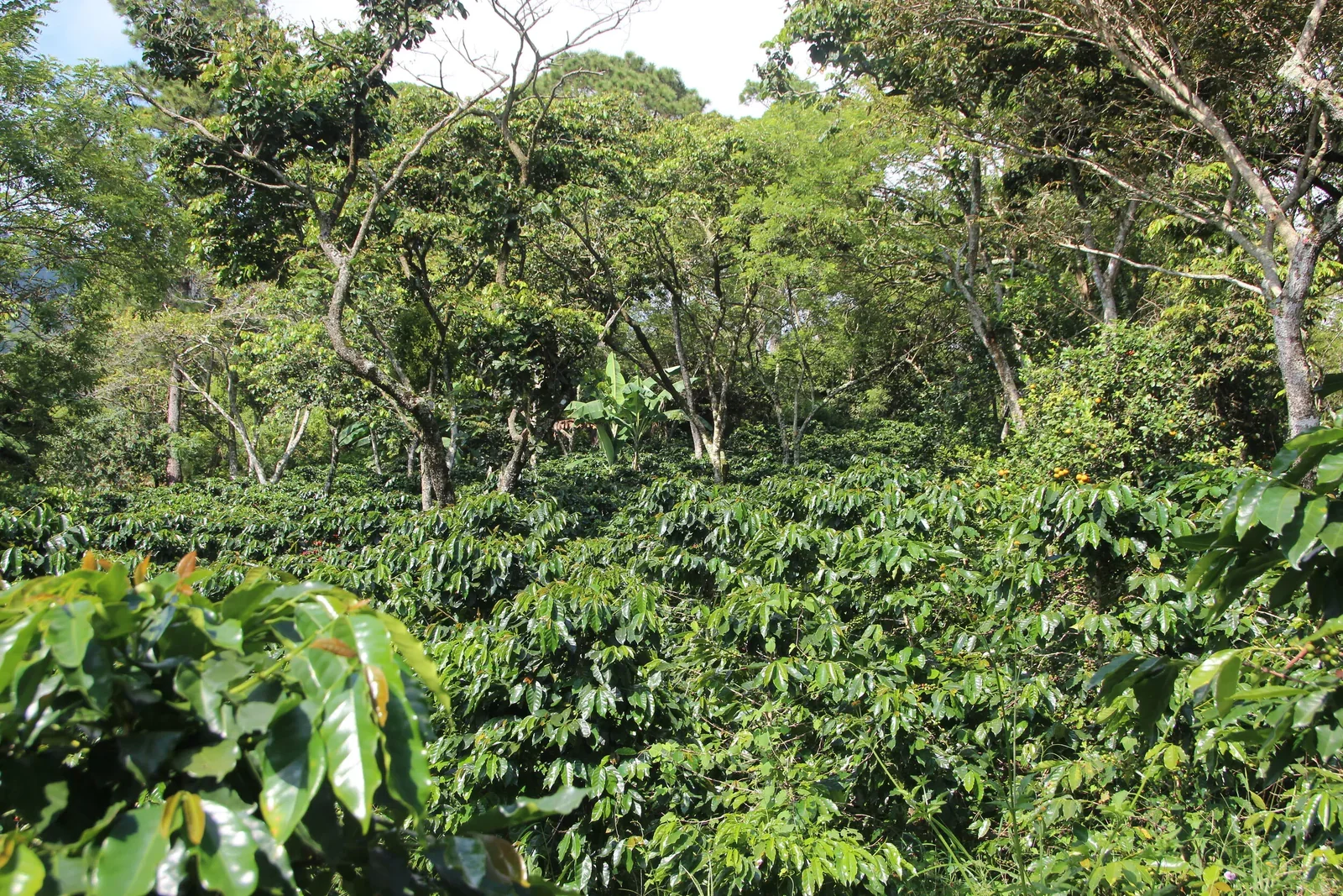 Finca_de_Jaime_Urias.webp
