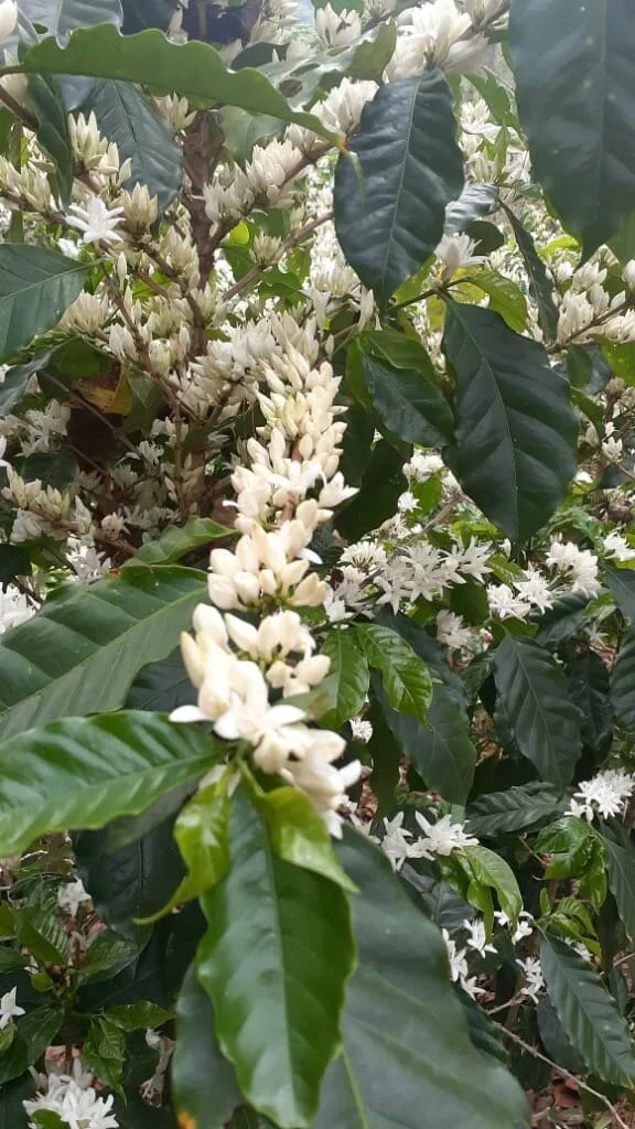 blooming_and_booming_for_our_next_harvest.webp