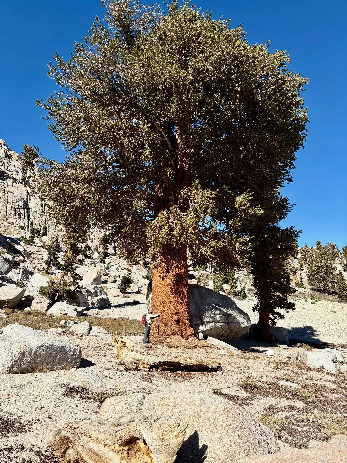 I have to share this massive granddaddy Foxtail Pine @jay_son.81 and I found deep in the High Sierra a couple weeks ago on our double tap of Trailmaster (12,336ft) &amp; Cirque Peaks (12,906ft). I wonder how old this beaut is. Over 1k years? They can