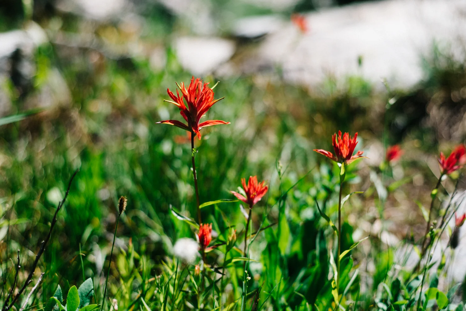 My favorite flower, the Indian Paintbrush!