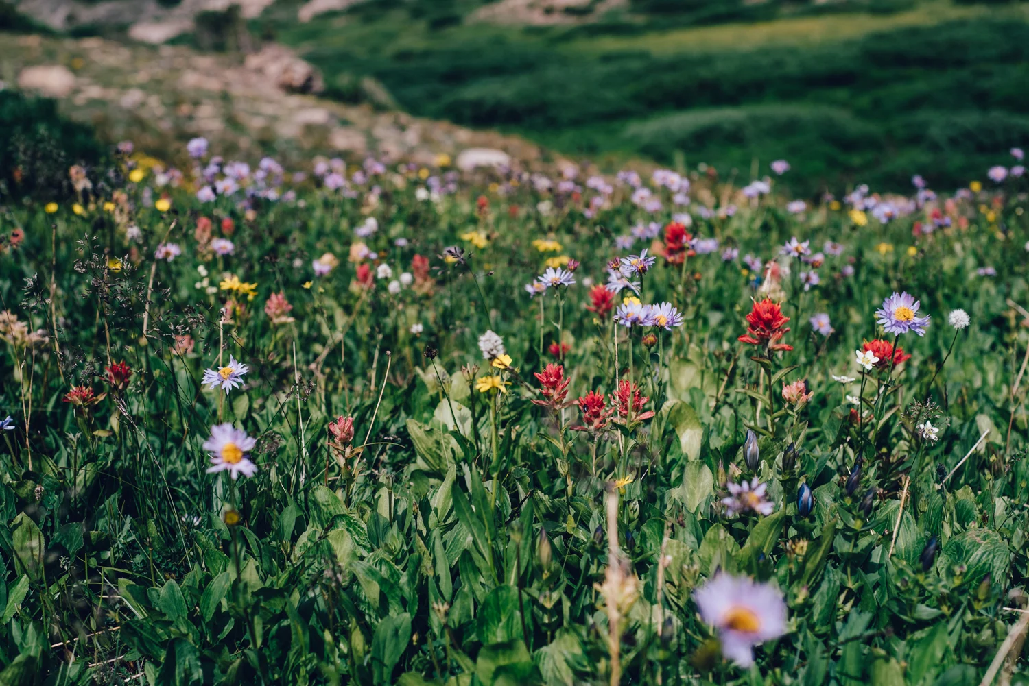 SOO MANY WILDFLOWERS!!
