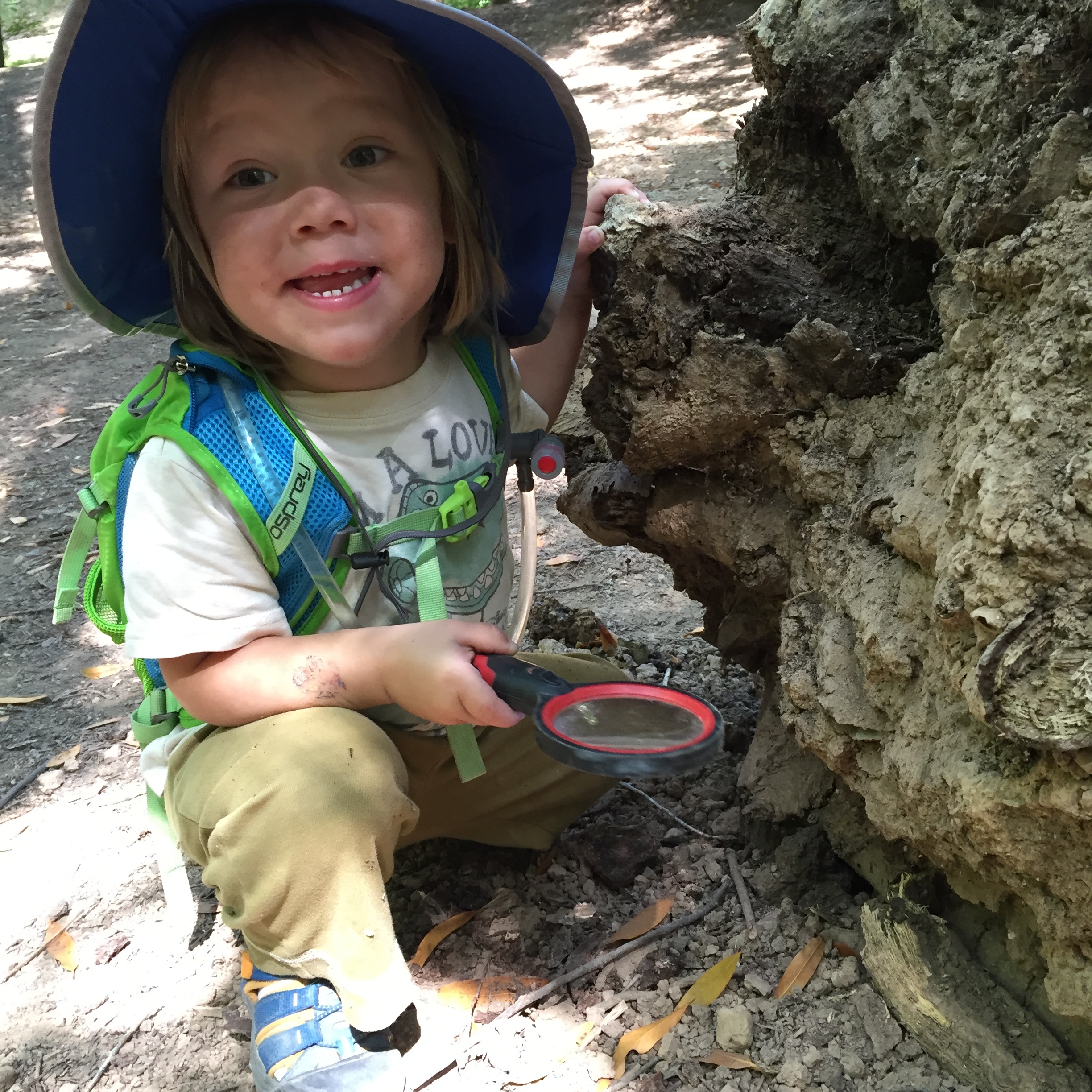 cow stump excitement.JPG