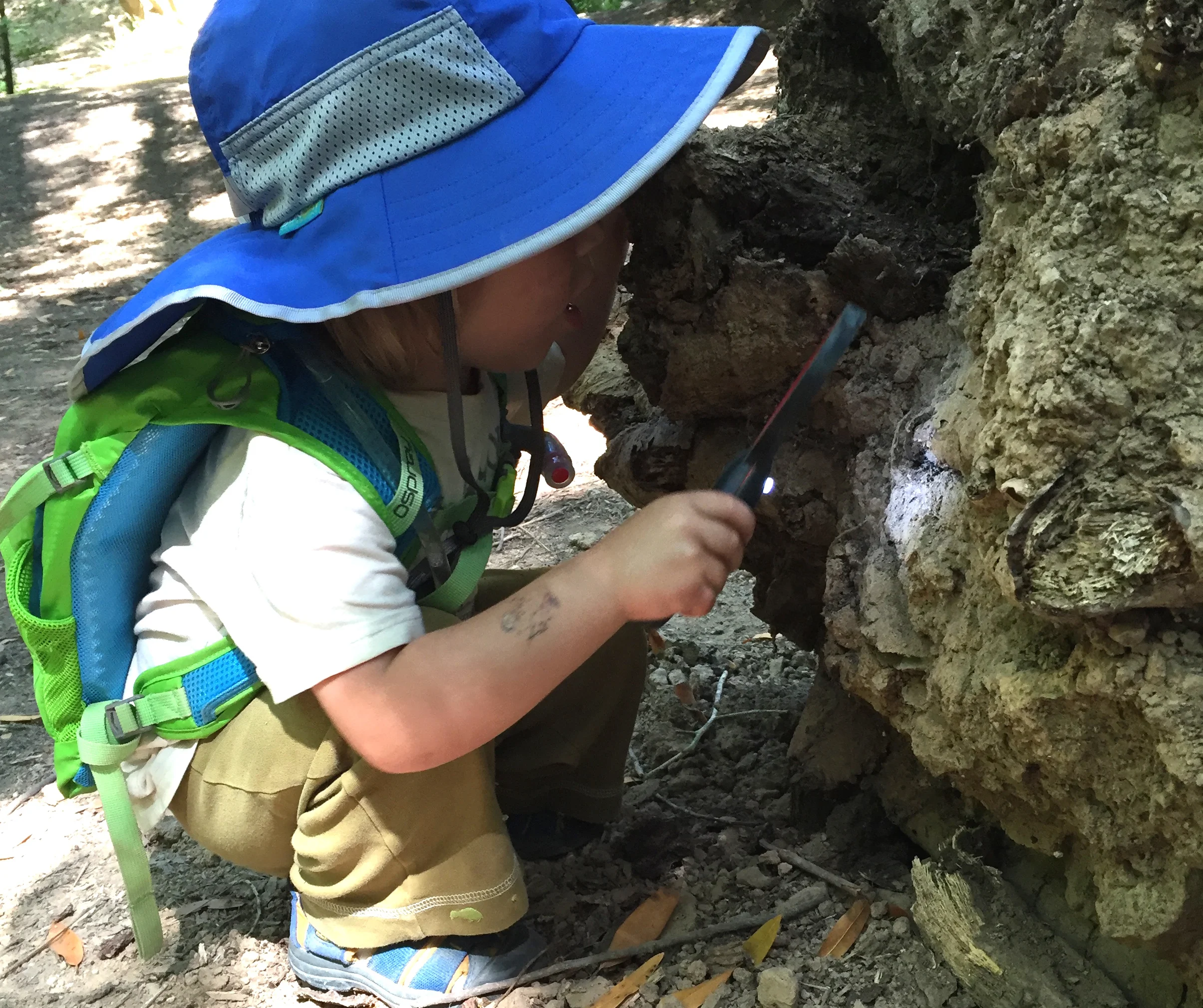 cow stump dylan- edited.JPG