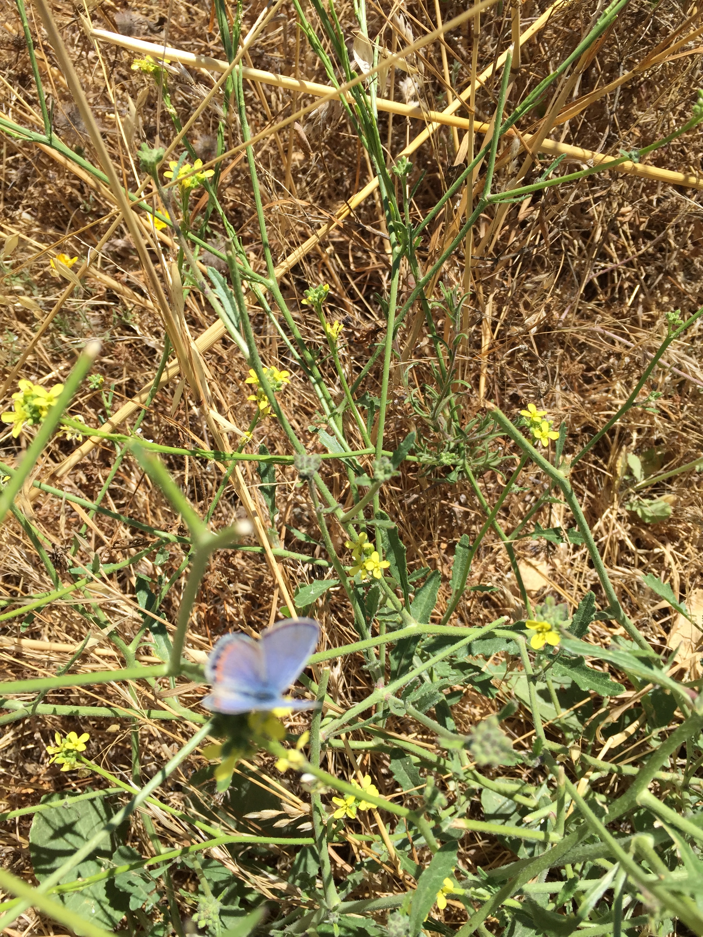 blue butterfly.JPG