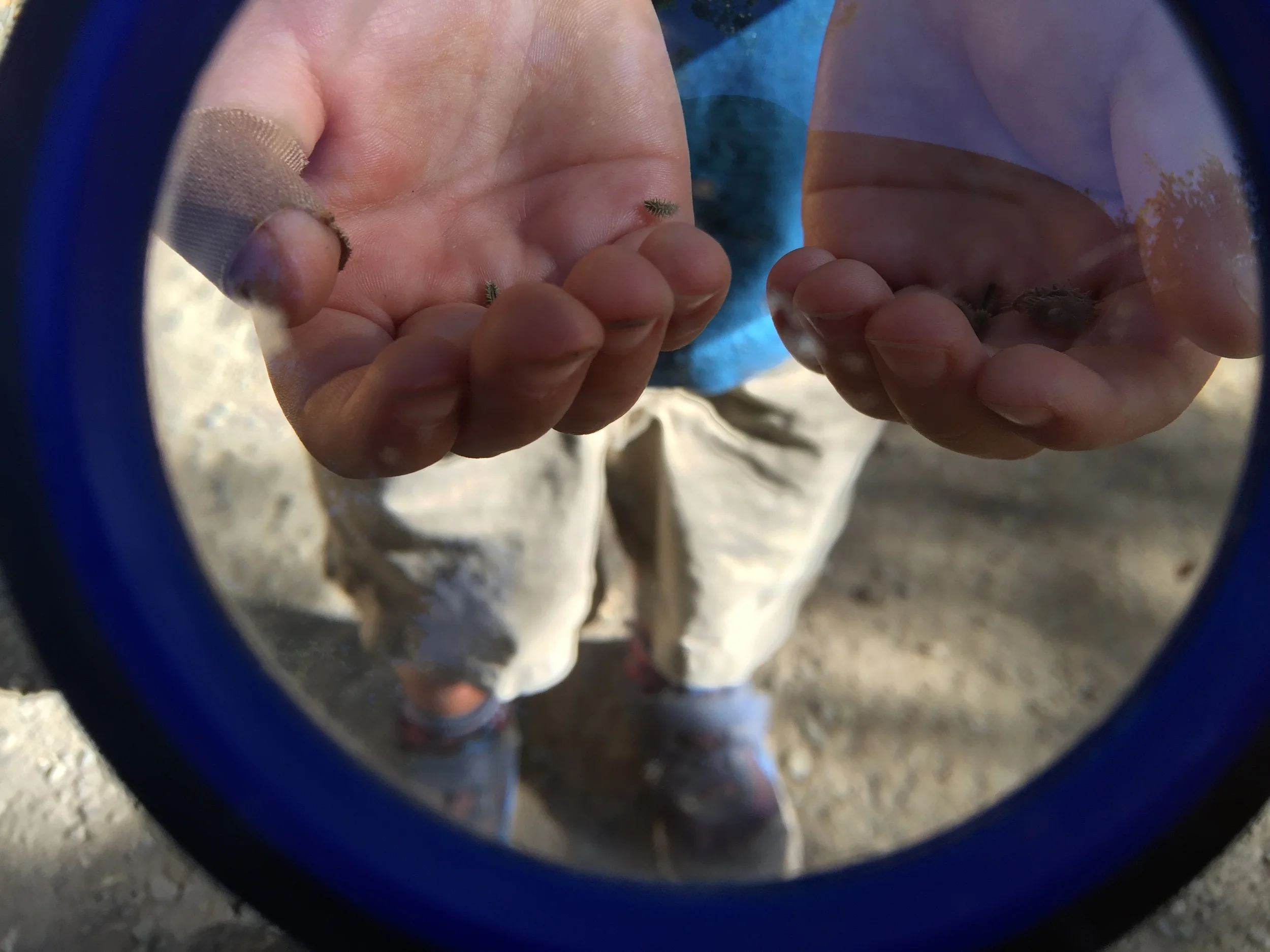 burrs magnified.JPG