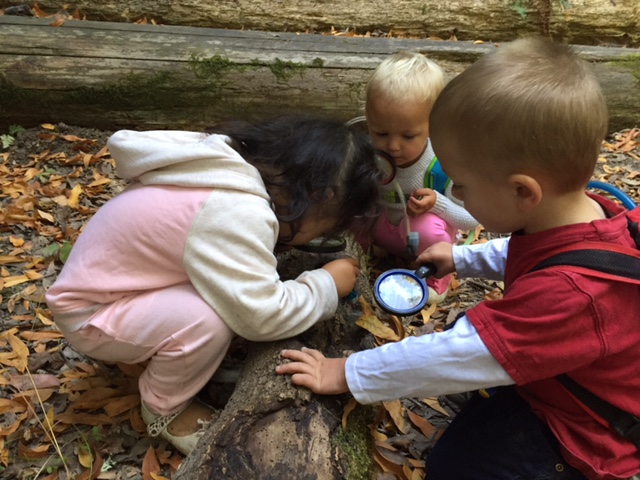 3 chicks log.JPG