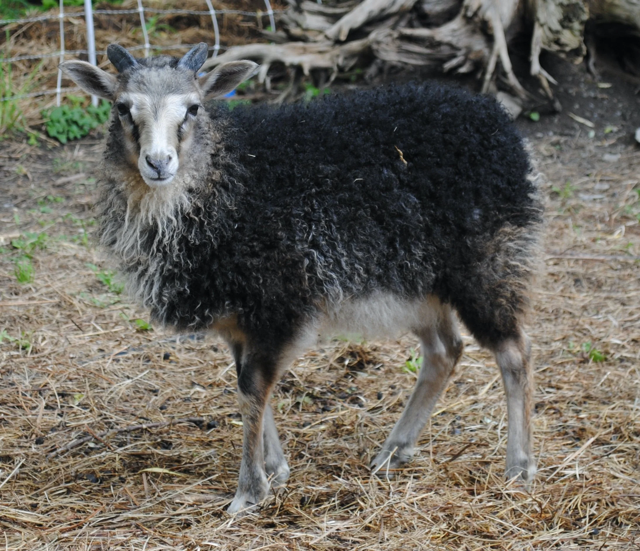 Ewes — Trinity Farm