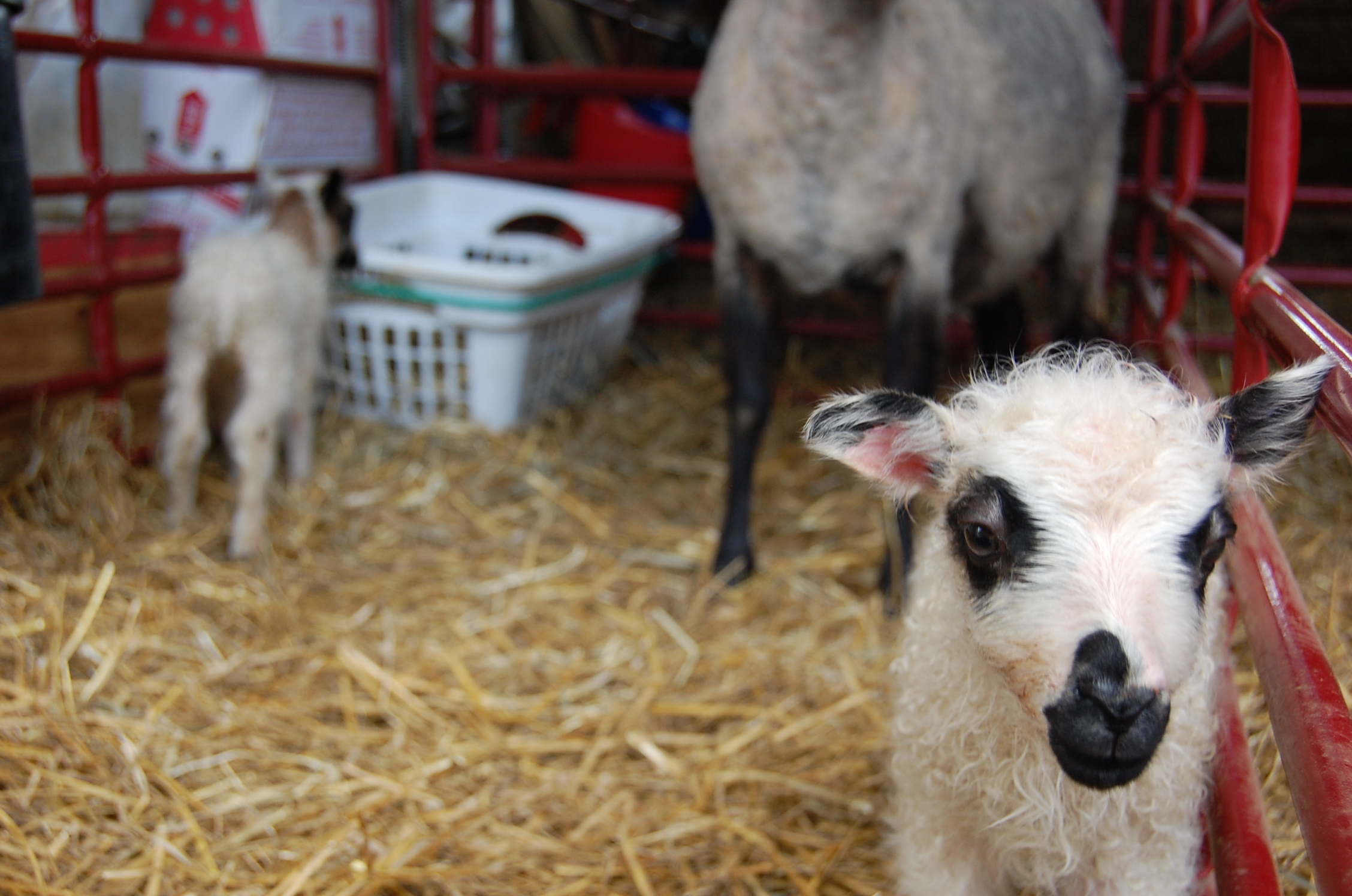 Newborn 'Moey'