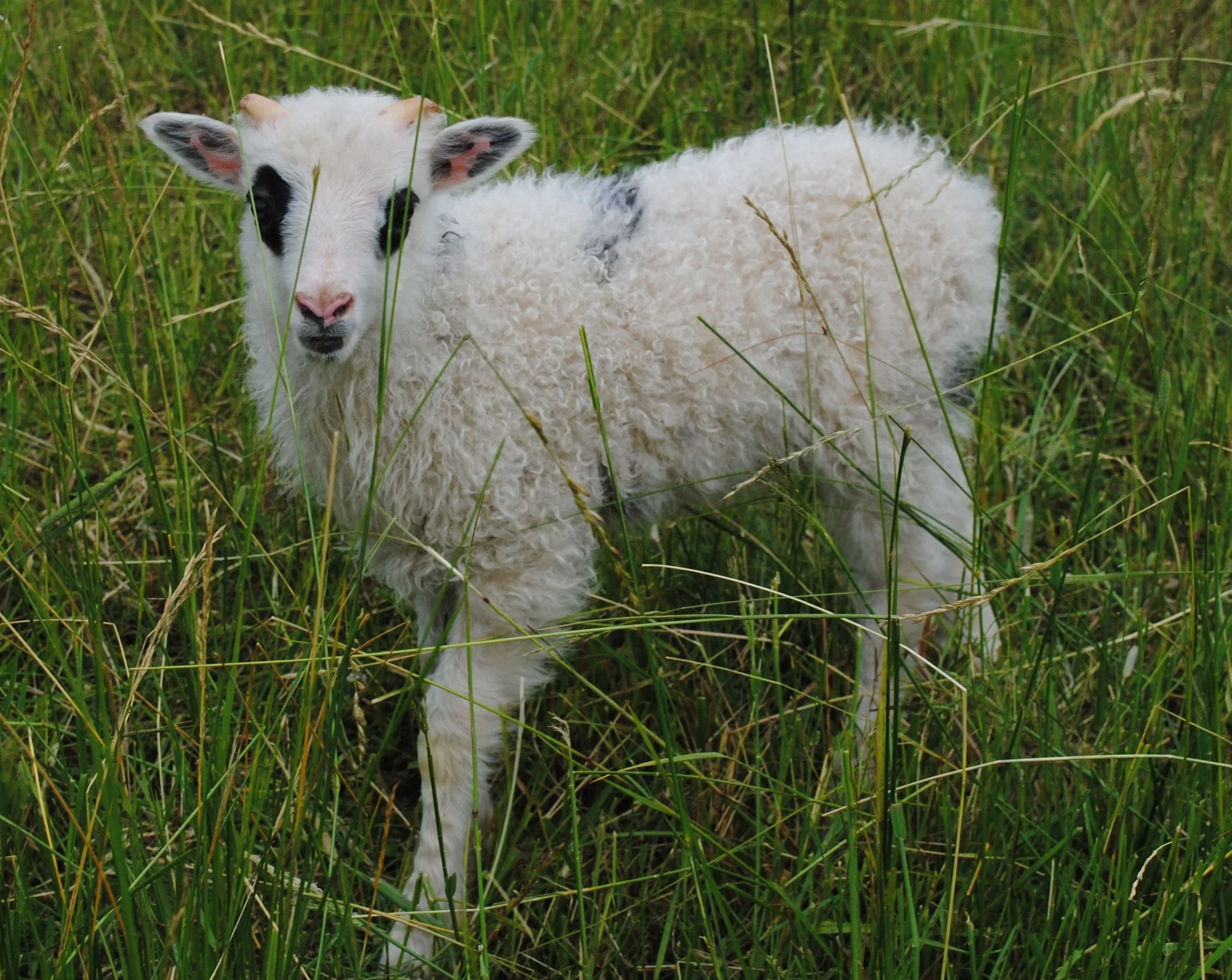 Icelandic Sheep and Your Small Farm