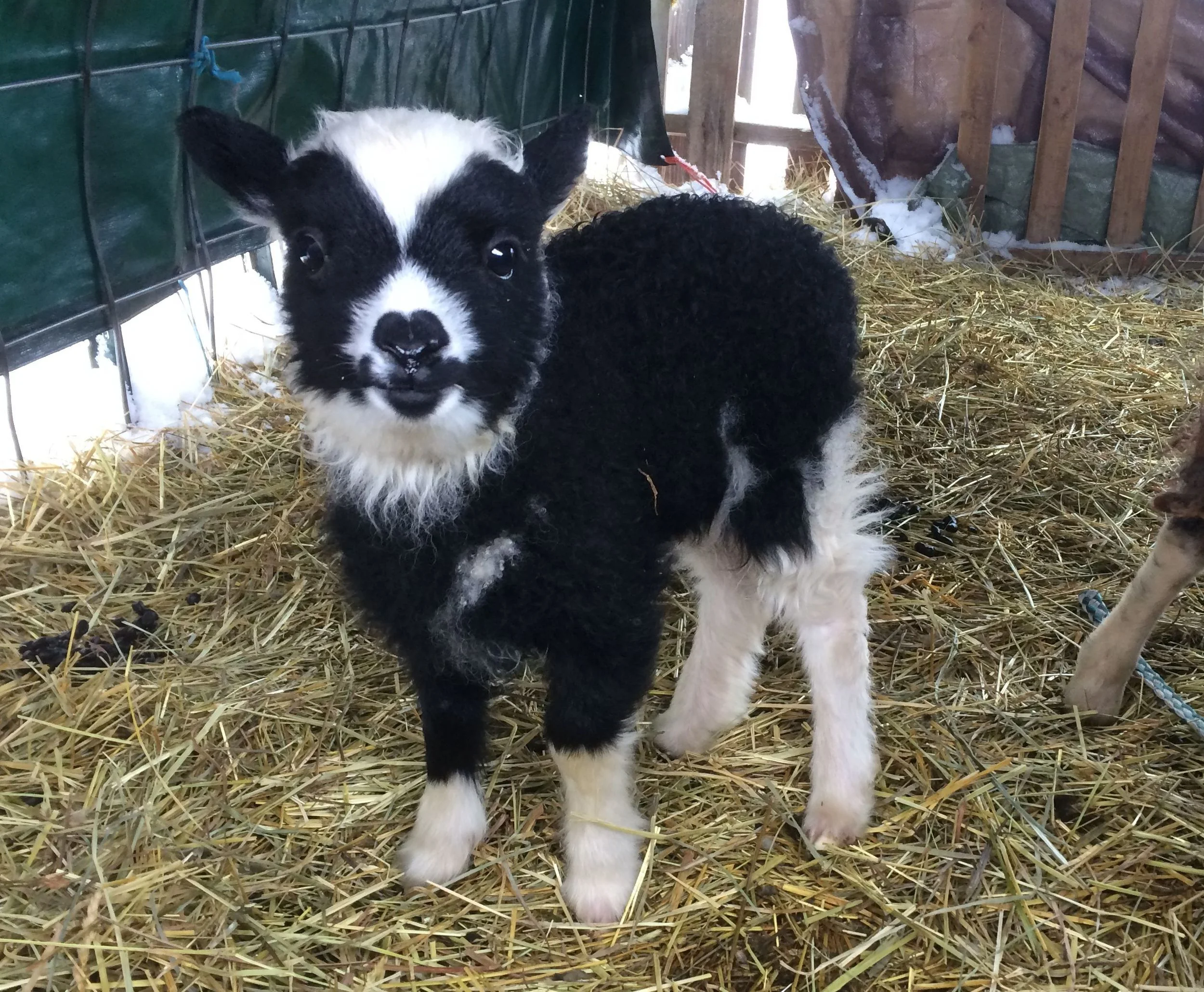 animal for sale near me