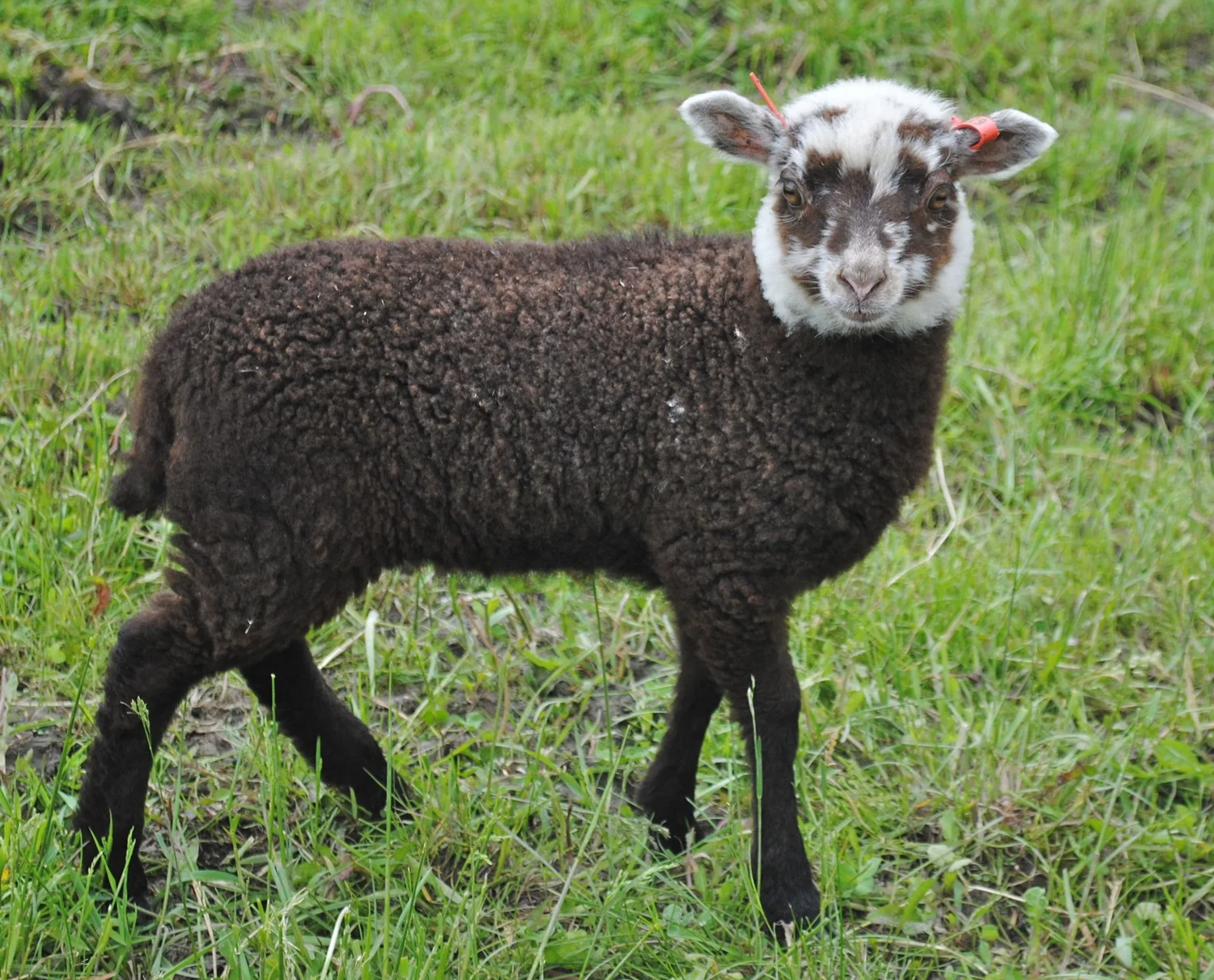 Shetlands 2015 — Trinity Farm