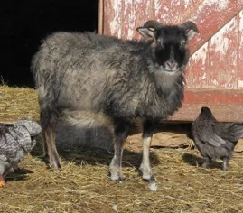 Icelandic SGGM In North America