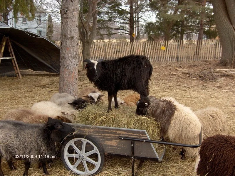 Katla on cart.jpg