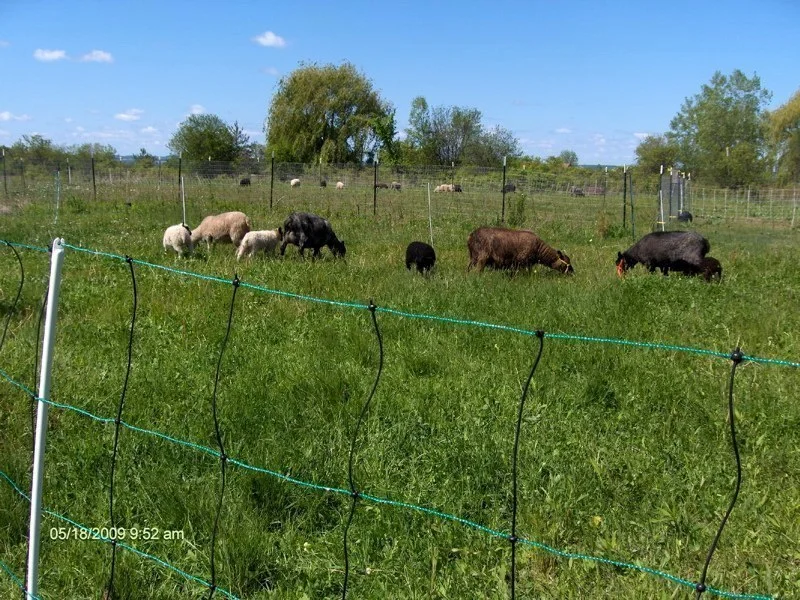 summer pasture 3.jpg
