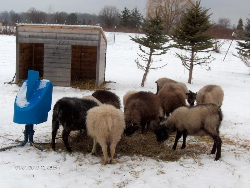 winter lambs2.jpg