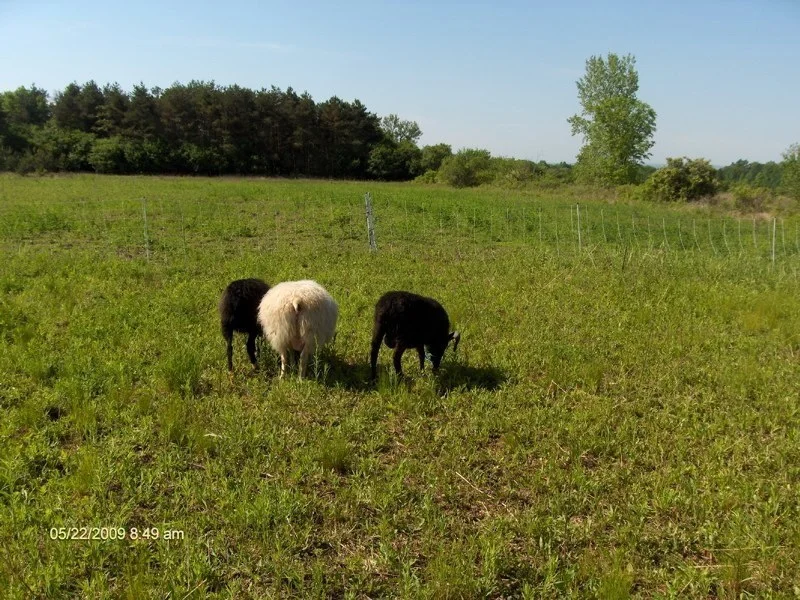 boys from rear.jpg