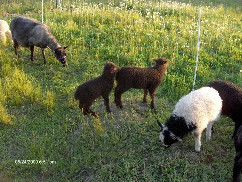 evening pasture.jpg