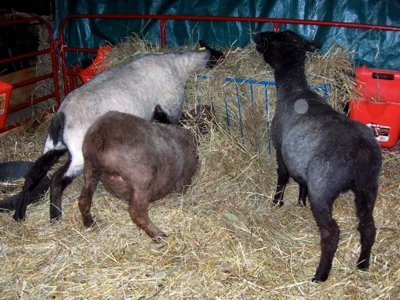 feeding time 2.jpg
