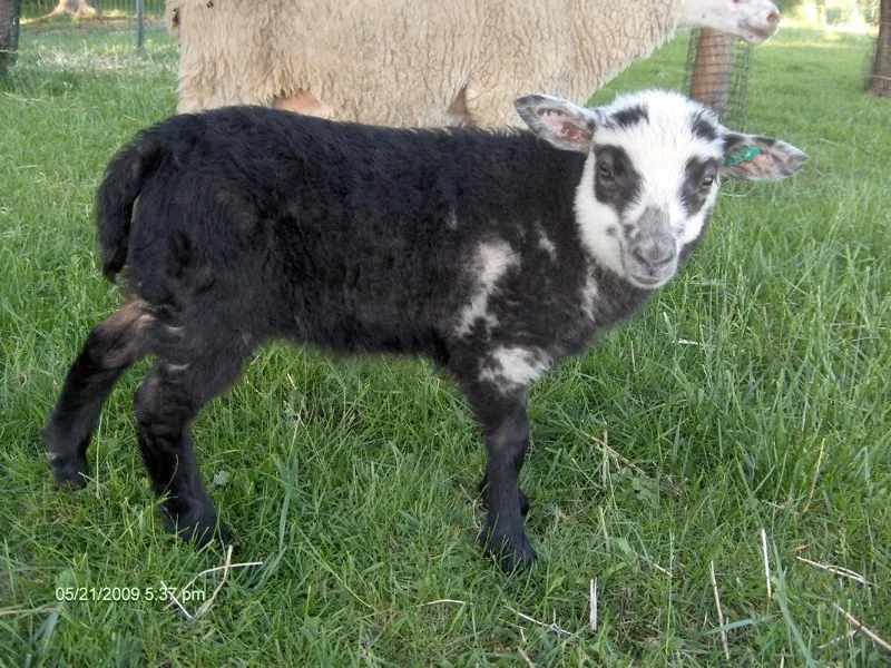 Fetlar 2.jpg