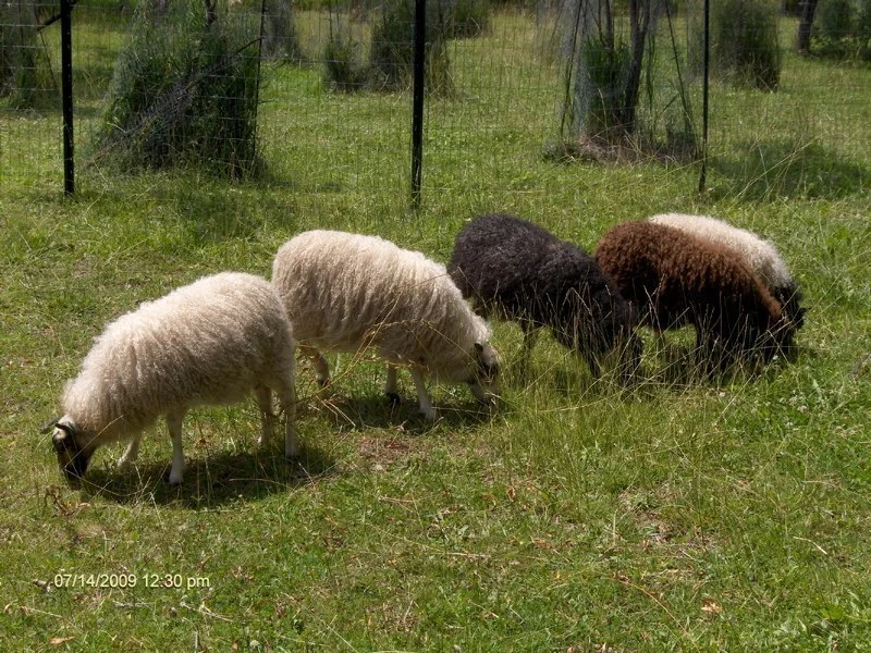 Icelandic lambs summer.jpg
