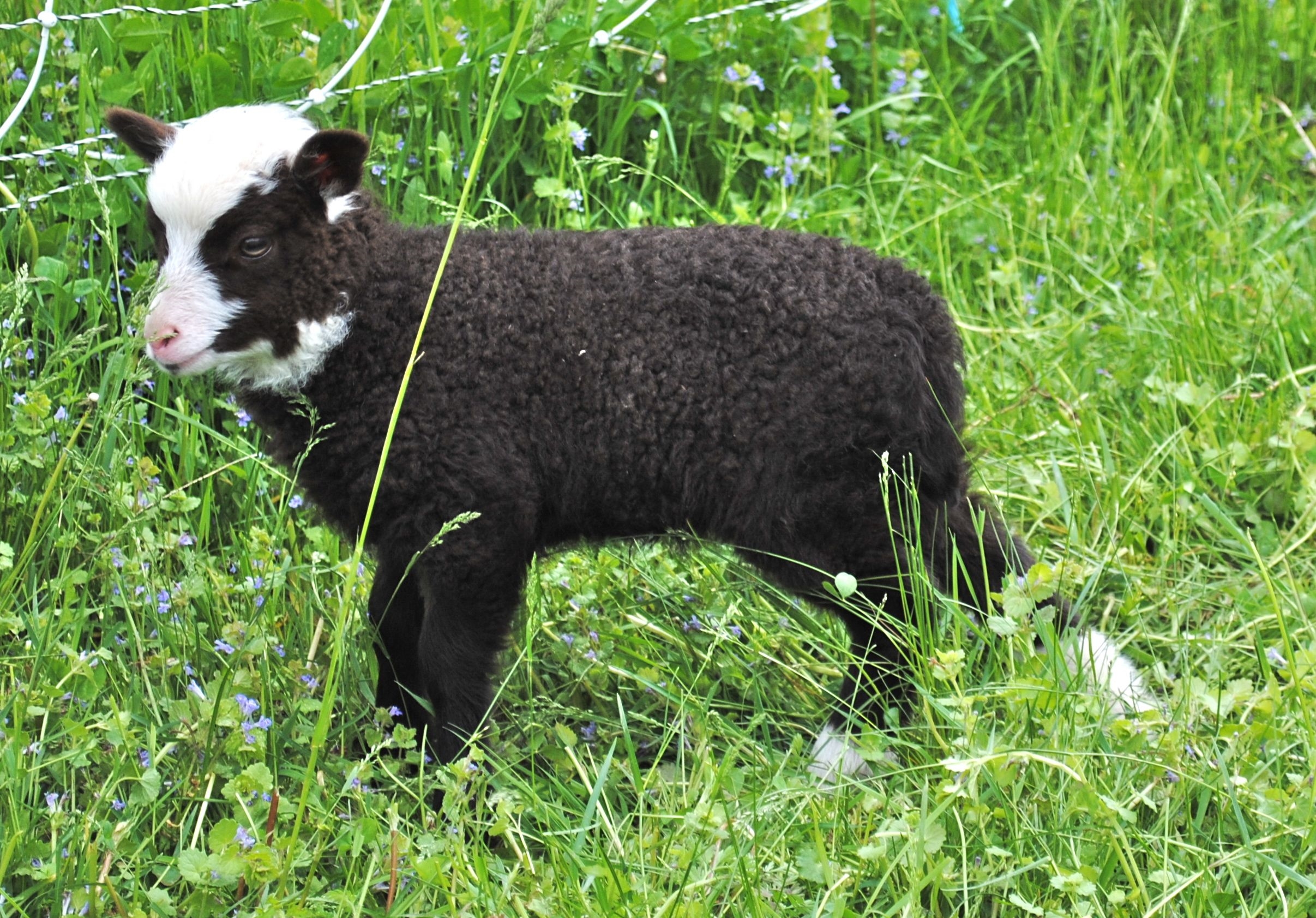   Shetland Sheep    Learn More  