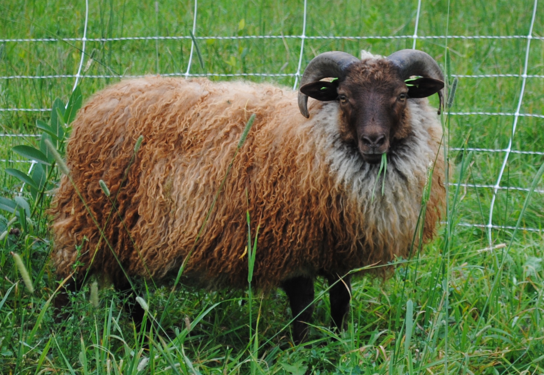      Icelandic Sheep    Learn More  