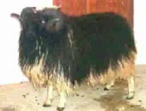 Skumur.jpg