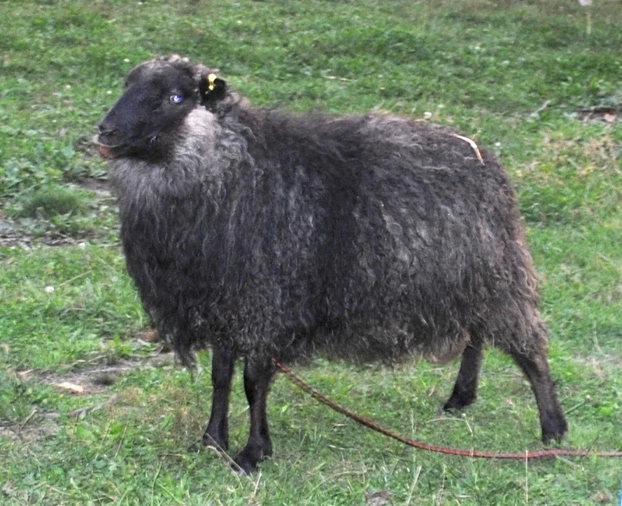 Hafnar