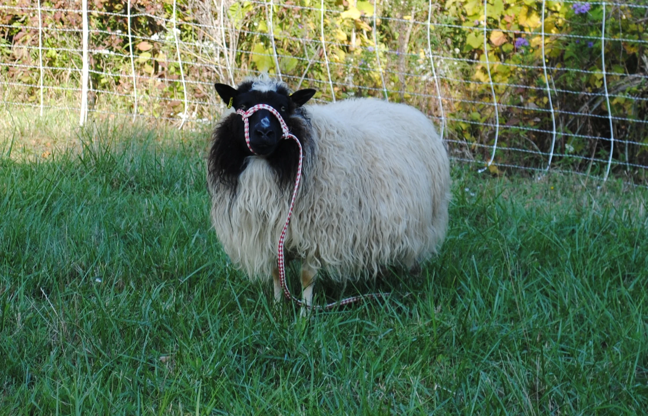 Oræfa
