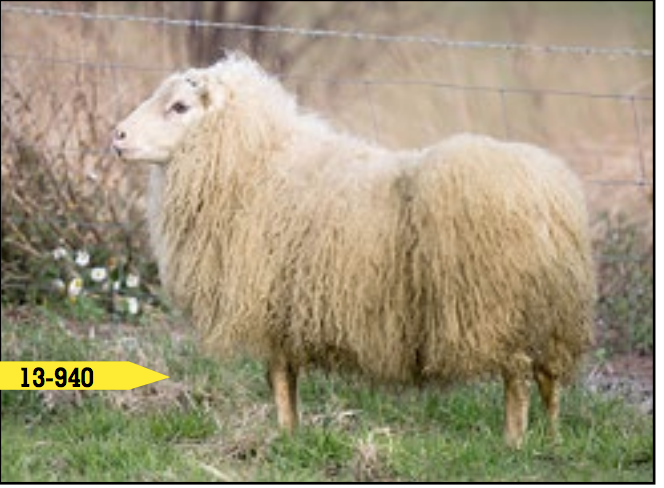 Krapi.png
